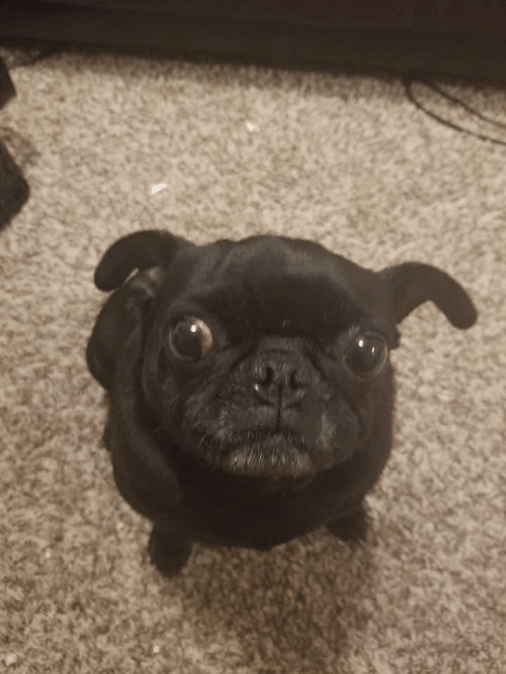 Lady the Pug